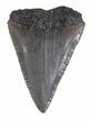 Serrated Fossil Great White Shark Tooth - #48883-1